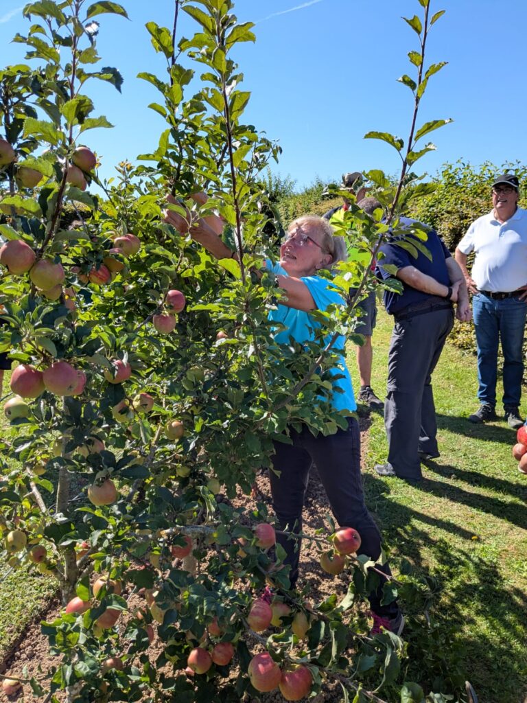 Bericht vom Sommerschnittkurs des Obstbauvereins Böblingen
