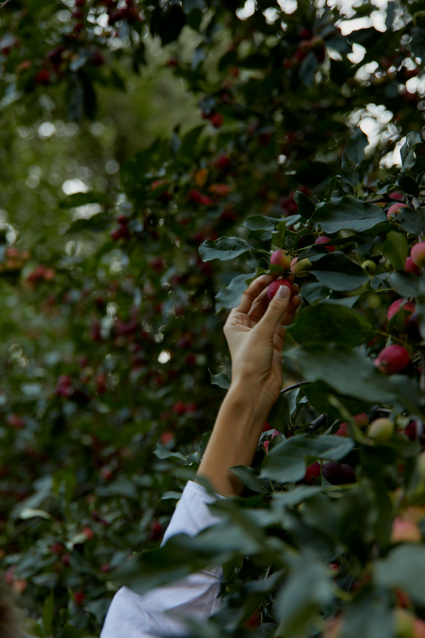 A person reaches out to pick ripe red apples from a fruit tree outdoors.