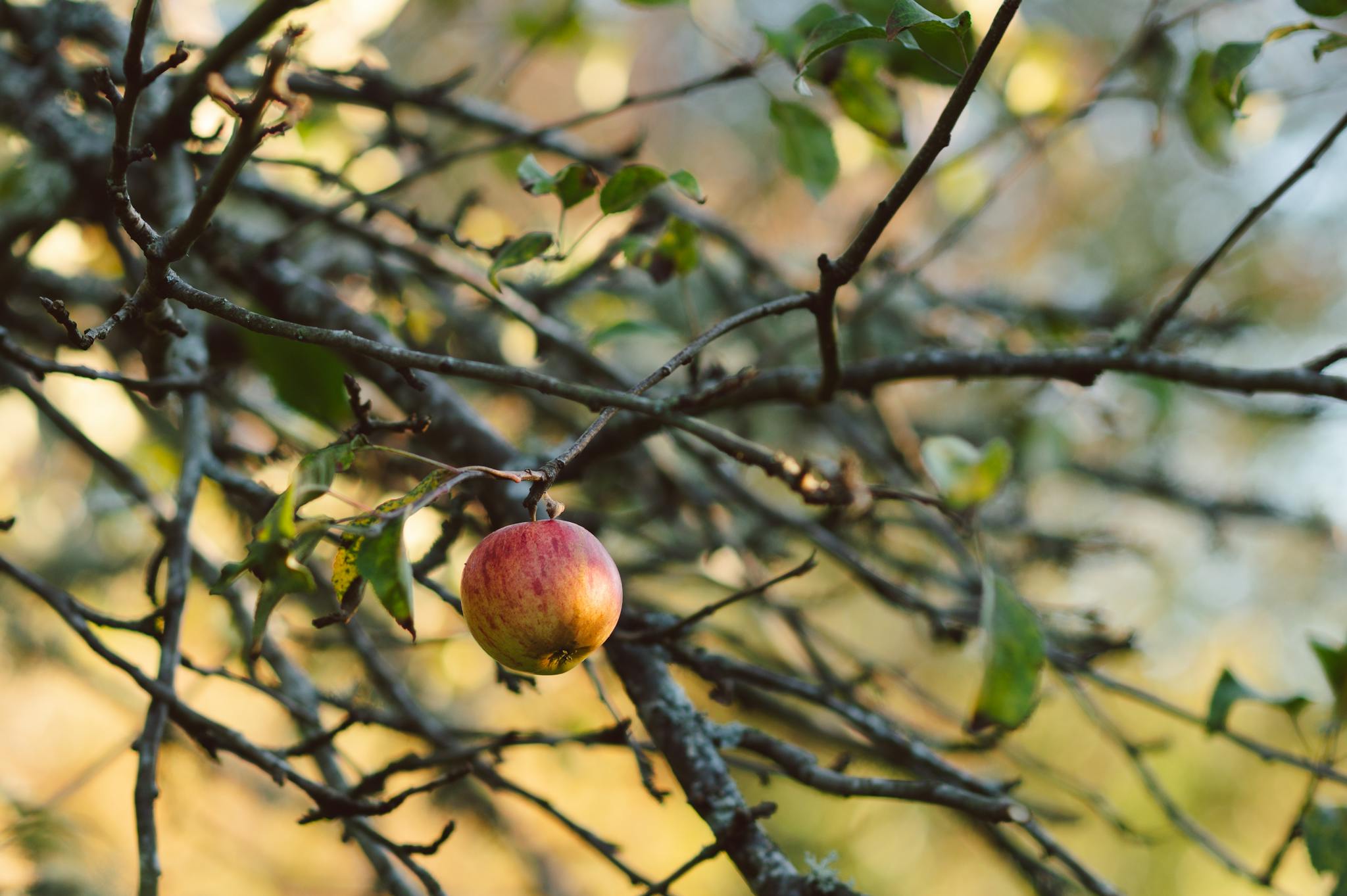 A vibrant apple hangs from a tree branch in an orchard, capturing the essence of autumn in Scotland.